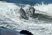 Two dolphins are leaping out of the water alongside a moving boat.