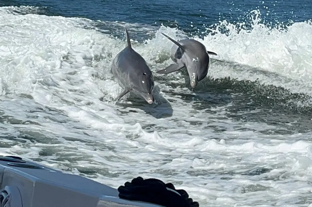 Two dolphins are leaping out of the water alongside a moving boat