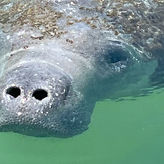 2.5 Hour Private Snorkeling & Shelling Charter