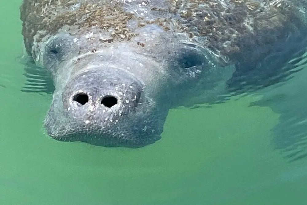 A manatee is peeking its snout out of the greenish waters