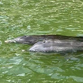Dolphin /Shelling/Snorkeling Tours Private Charters