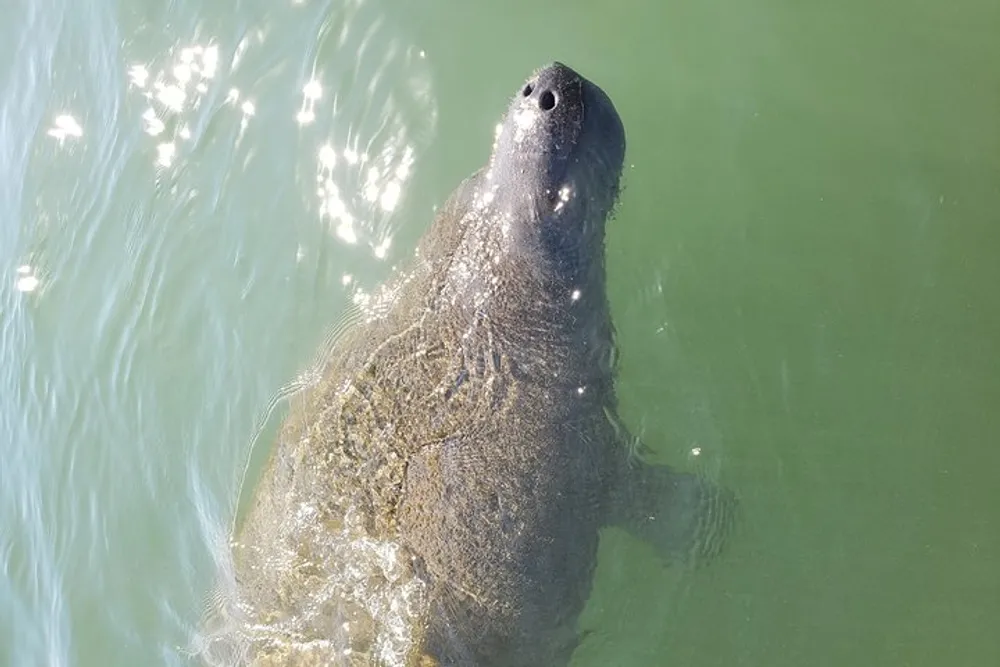 A manatee is swimming close to the surface of the water its snout visible above the waterline