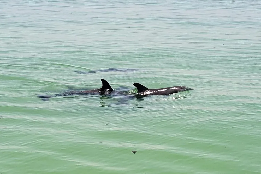 Two orcas are swimming close together in clear greenish waters