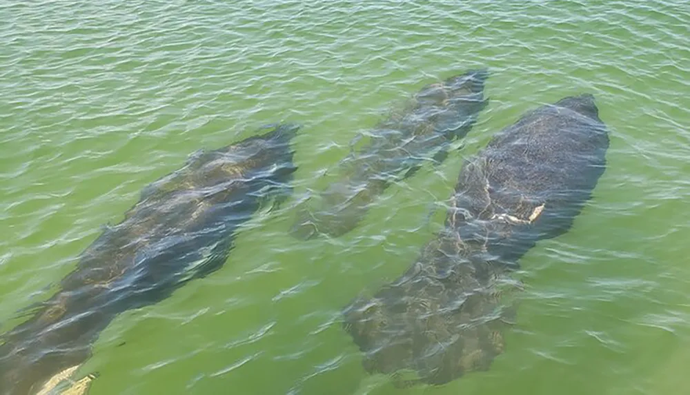 The image shows a large manatee with two smaller manatees possibly its calves swimming close by in greenish water