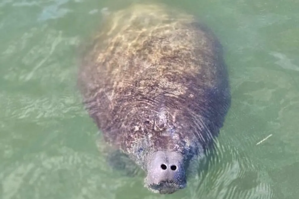 A manatee is submerged in clear water showing only its snout above the surface