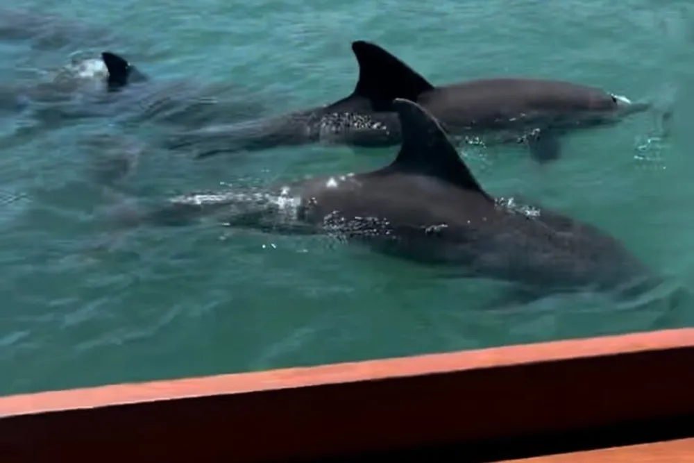 Several dolphins are swimming near the surface of the water next to a boat with a visible red railing