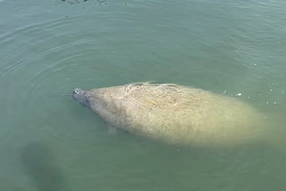 A manatee is swimming near the surface of the water revealing its snout and part of its back