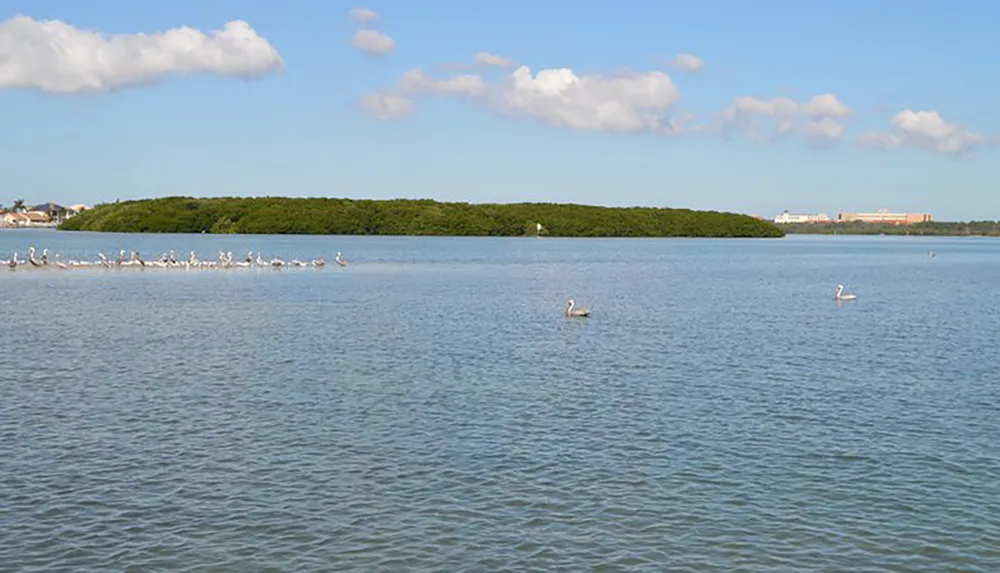 The image features a serene coastal scene with a flock of birds gathered on the water in front of a lush green island under a blue sky dotted with fluffy clouds