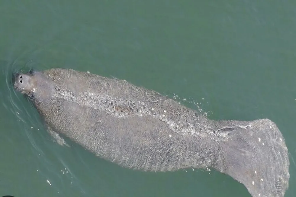 The image shows a manatee swimming near the surface of greenish water with its broad flattened tail partially visible