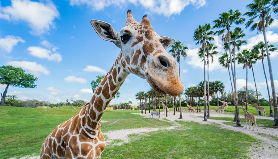 A close-up of a giraffe in a grassy area with palm trees and a blue sky in the background.