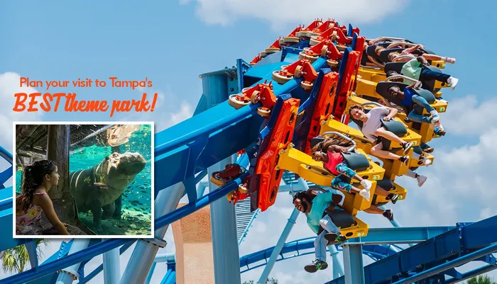 Tampa Bay's Busch Gardens Experience