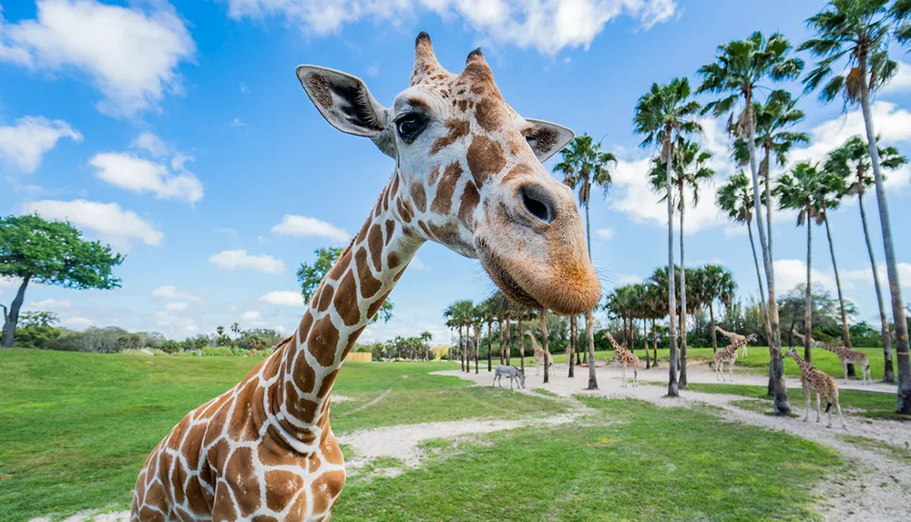 A close-up of a giraffe in a grassy area with palm trees and a blue sky in the background