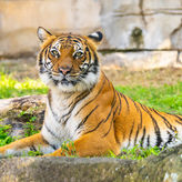 Busch Gardens & Adventure Island 2 Park 2 Day Combo Ticket 