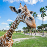 Adventure Island Waterpark & Busch Gardens Two Park Combo Ticket 