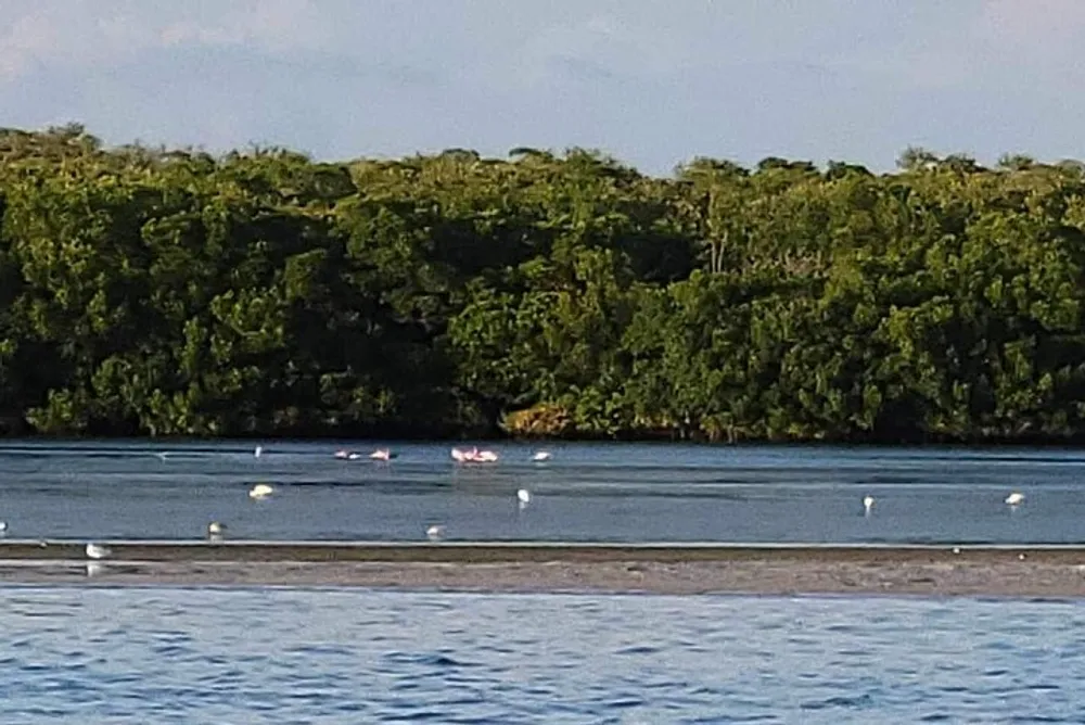 The image shows a tranquil scene with a lush green forest backdrop a calm blue waterbody in the forefront with flamingos dotted across it and a small group of kayakers paddling at a distance
