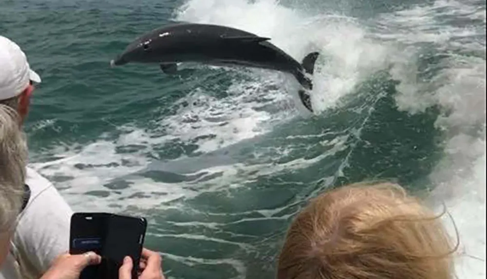 A dolphin is leaping out of the water near a boat while spectators are watching and taking photos