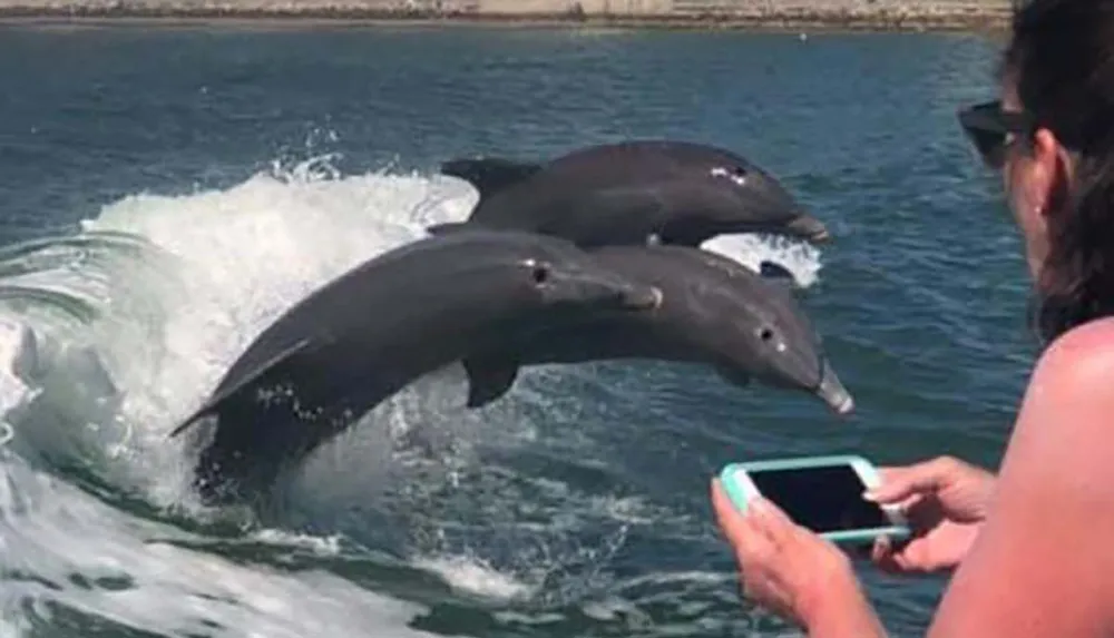 A person is capturing a photo of three dolphins jumping out of the water on their smartphone