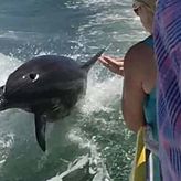2 Hour Dolphin Tour and Speedboat Ride