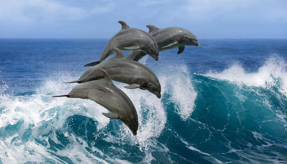 A group of dolphins is leaping energetically out of the ocean waves