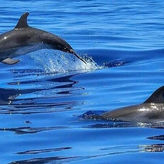 Dolphin Shelling Snorkeling