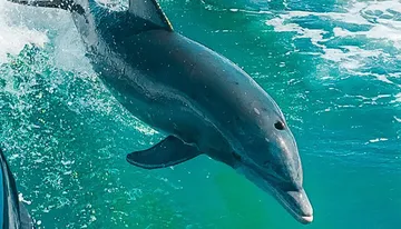 A dolphin is leaping out of the turquoise waters creating a dynamic splash.