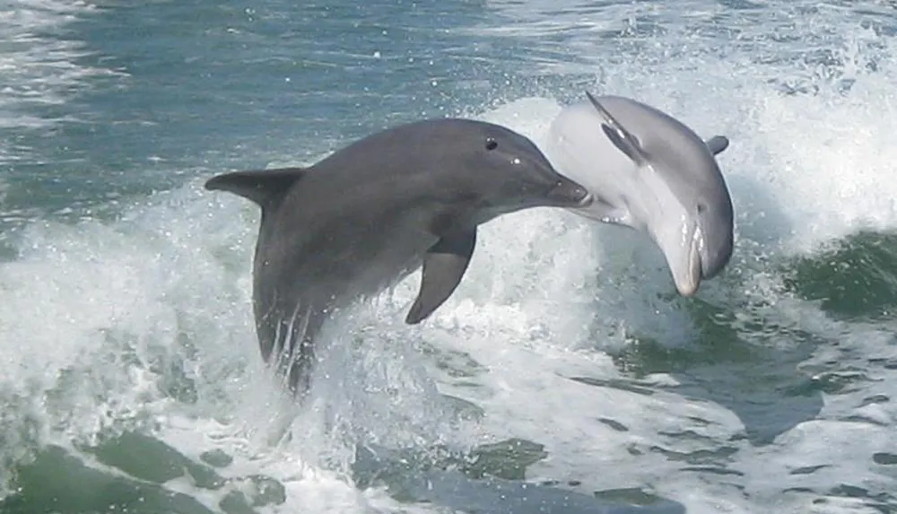 Two dolphins are leaping out of the water alongside each other creating splashes in their playful display