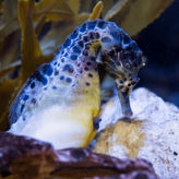The Florida Aquarium: Entry Ticket