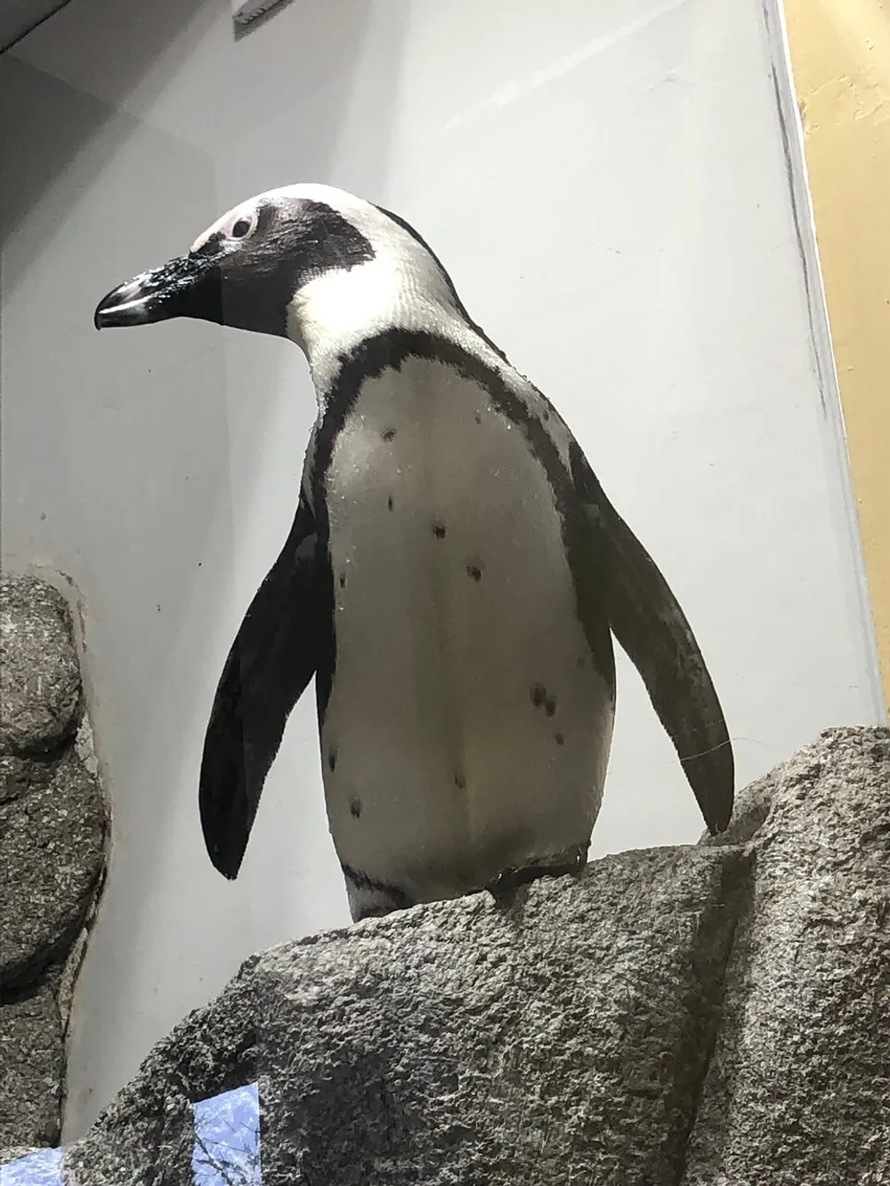 The image shows a penguin model perched on artificial rocks with a white and beige background
