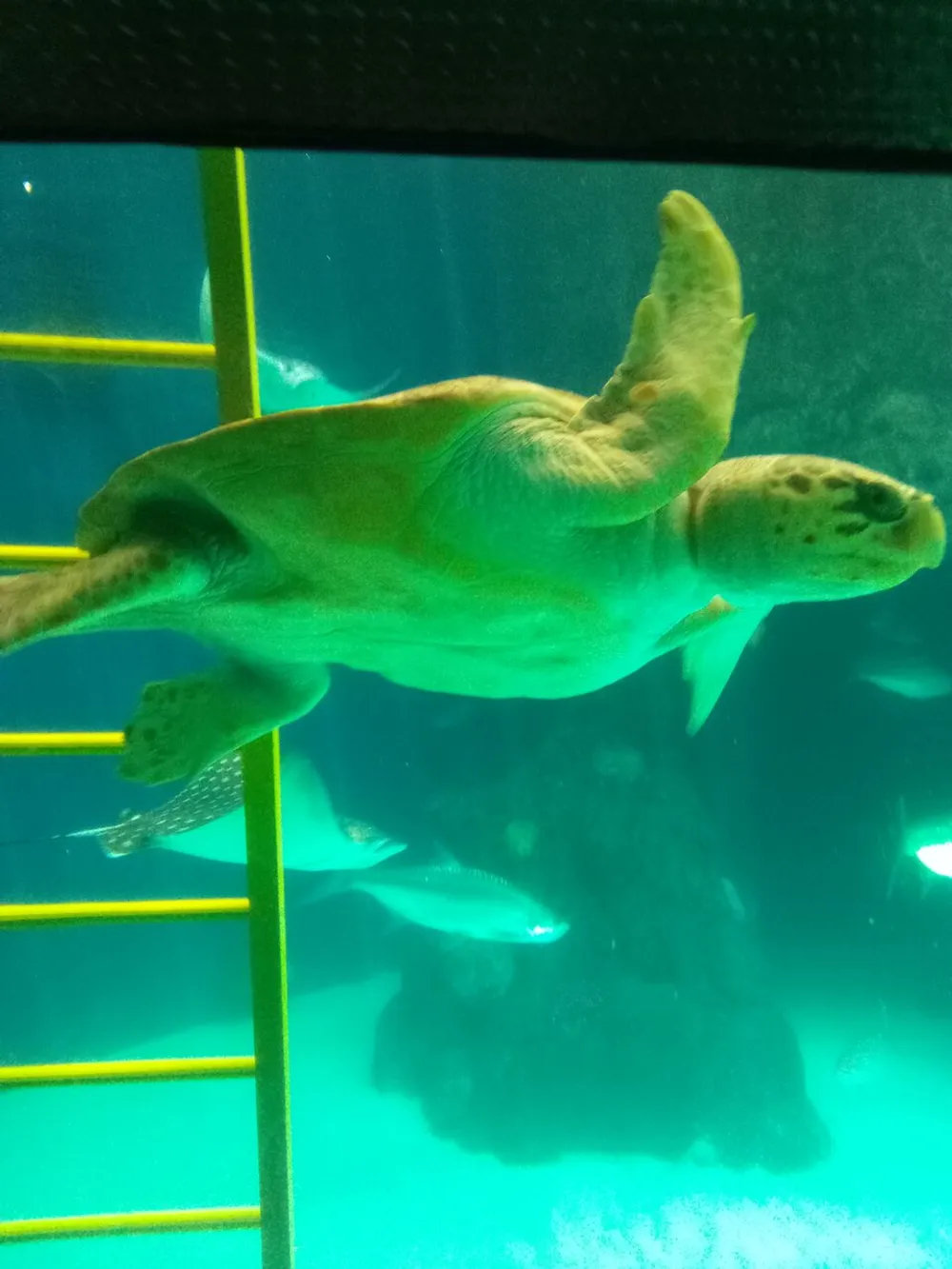 A sea turtle is swimming in an aquarium with several fish visible in the background captured through a glass pane with a yellow ladder structure to one side