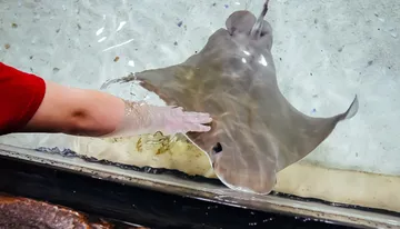 A person wearing a red sleeve is gently touching a stingray in shallow water, possibly at a touch pool in an aquarium.