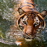 ZooTampa at Lowry Park