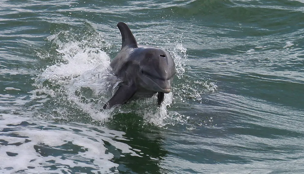 A dolphin is leaping out of the water creating a splash