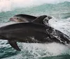 Two dolphins are leaping out of the ocean waves side by side