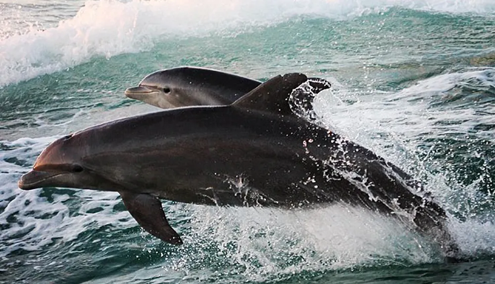 Two dolphins are leaping out of the ocean waves side by side