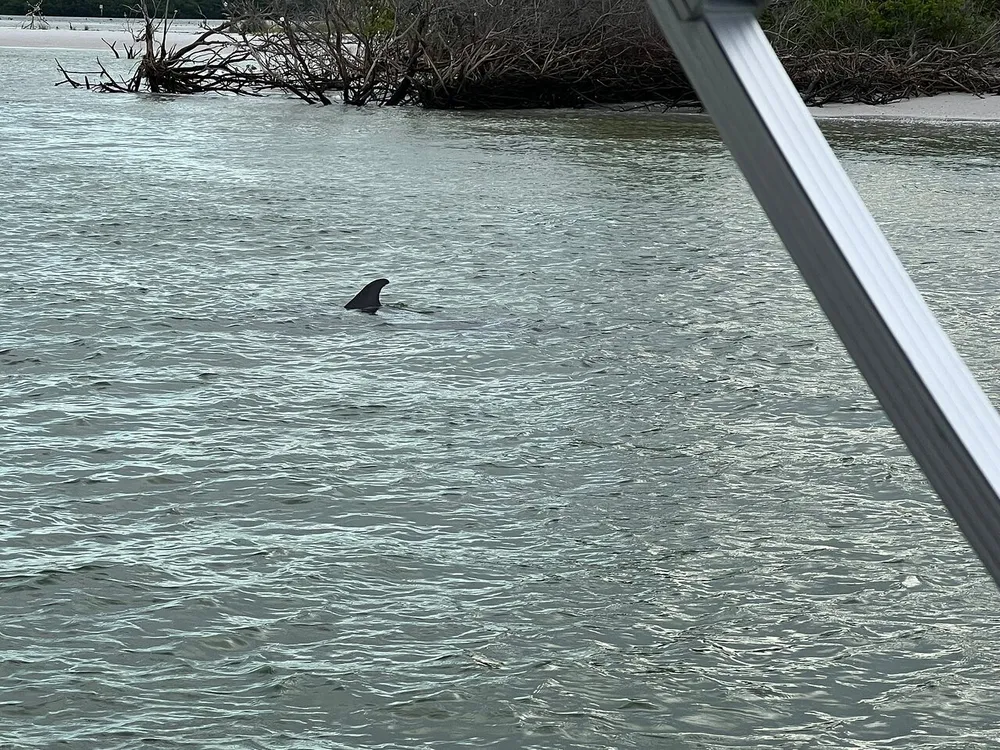 A dolphins dorsal fin protrudes above the water surface near a shoreline with mangroves viewed from a boat