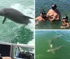 A person is watching a dolphin leaping out of the water near the side of a boat