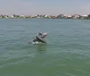 A person is watching a dolphin leaping out of the water near the side of a boat