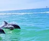 A person is watching a dolphin leaping out of the water near the side of a boat