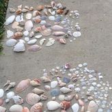 9am Dolphin/Shell Key