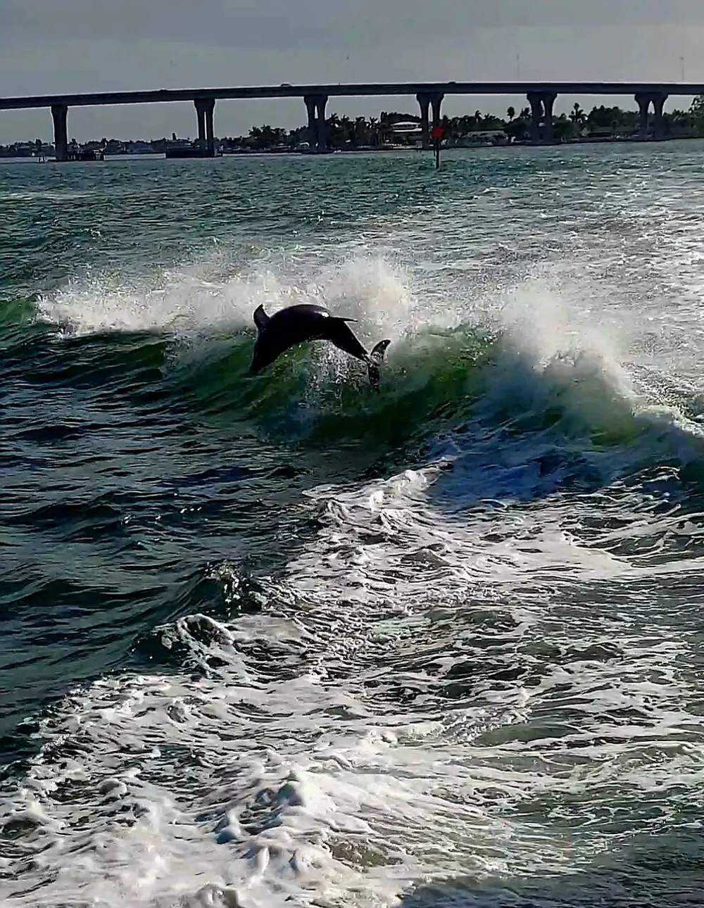 A dolphin is leaping out of the water with a bridge in the background