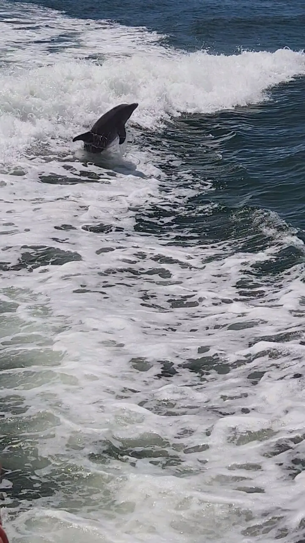 A dolphin is leaping out of the foamy waters of a wave