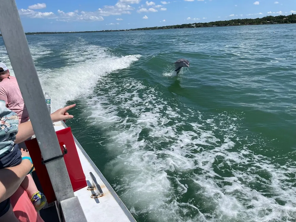 A dolphin leaps from the water near a boat while passengers look on and point excitedly