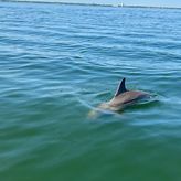 1.5-HOUR Dolphin Sightseeing Cruise from Tampa: 2pm Departure