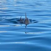 1.5-HOUR Dolphin Sightseeing Cruise from Tampa: 11am Departure
