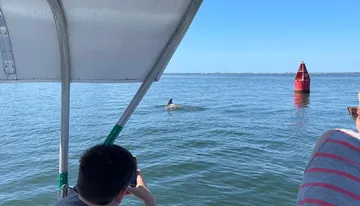 A person is photographing a dolphin near a red buoy from under the canopy of a boat on a sunny day.