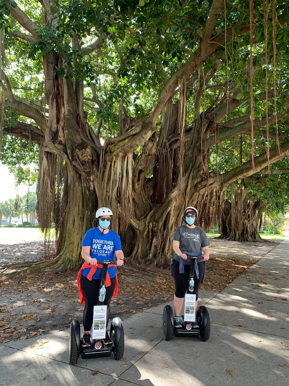 Two people wearing helmets are standing on Segways under the sprawling branches of a banyan tree