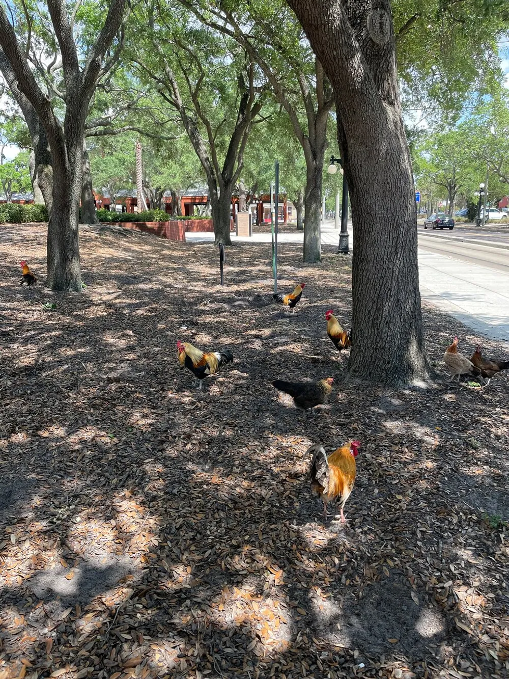 A group of chickens is wandering freely in a park with trees and fallen leaves with urban elements visible in the background