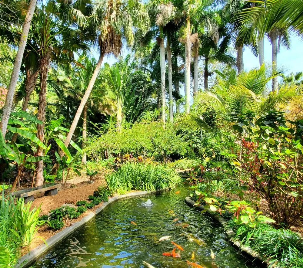 The image features a tranquil garden pond surrounded by lush greenery and tall palm trees with colorful koi fish visible beneath the waters surface