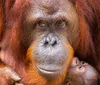 An orangutan mother gently holds her infant showcasing a tender moment of primate motherhood