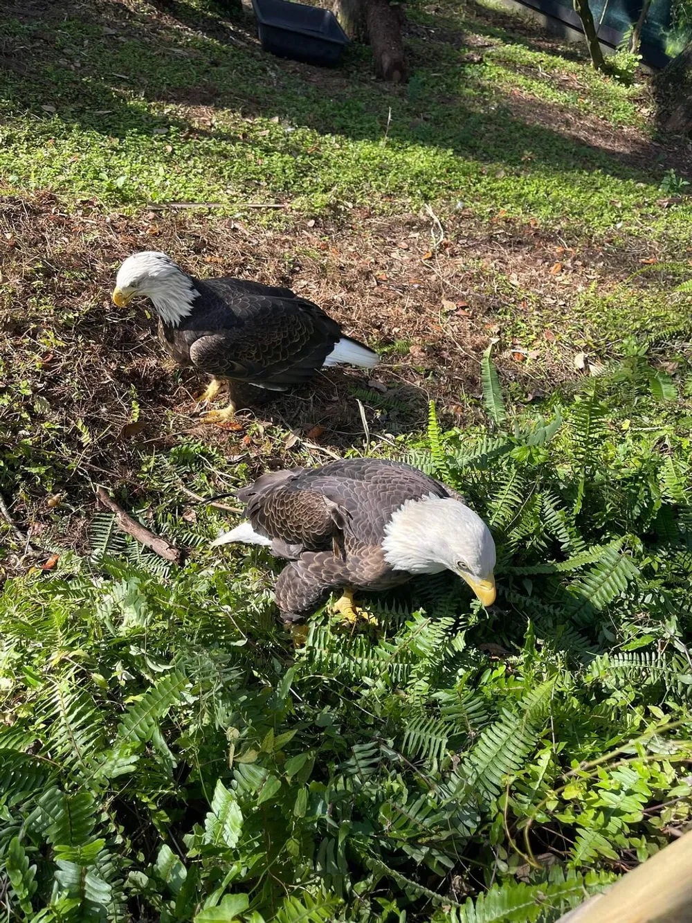Two bald eagles are seen foraging on the ground among green ferns in a sunny environment